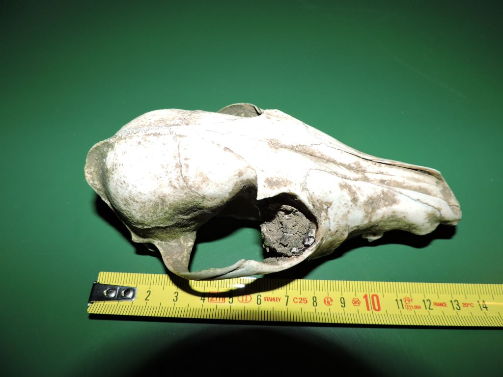 Identificazione cranio